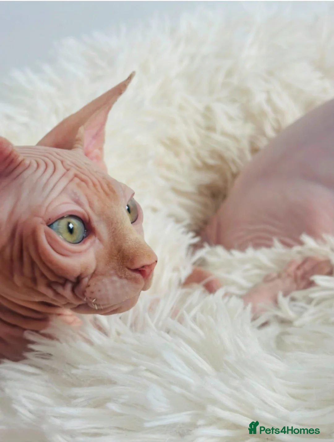 Sphynx cats for sale: Beautiful Canadian Sphynx Kittens Available 💎 - Advert 1