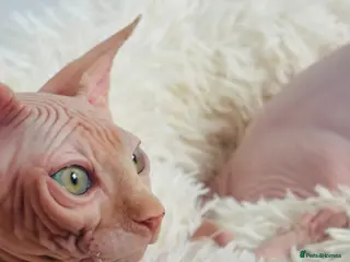 Sphynx cats Beautiful Canadian Sphynx Kittens Available 💎 - Advert 10