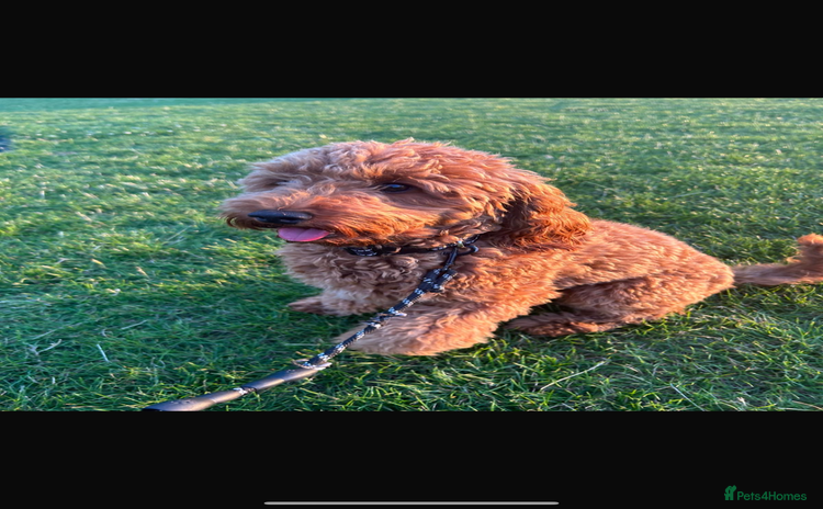 Cockapoo dogs - Advert 1