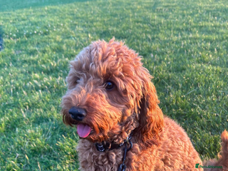 Cockapoo dogs - Advert 23