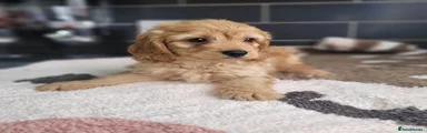 Cavapoo Puppy 2
