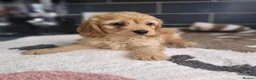 Cavapoo dogs for sale: You F1 Cavapoo puppies - Advert 11