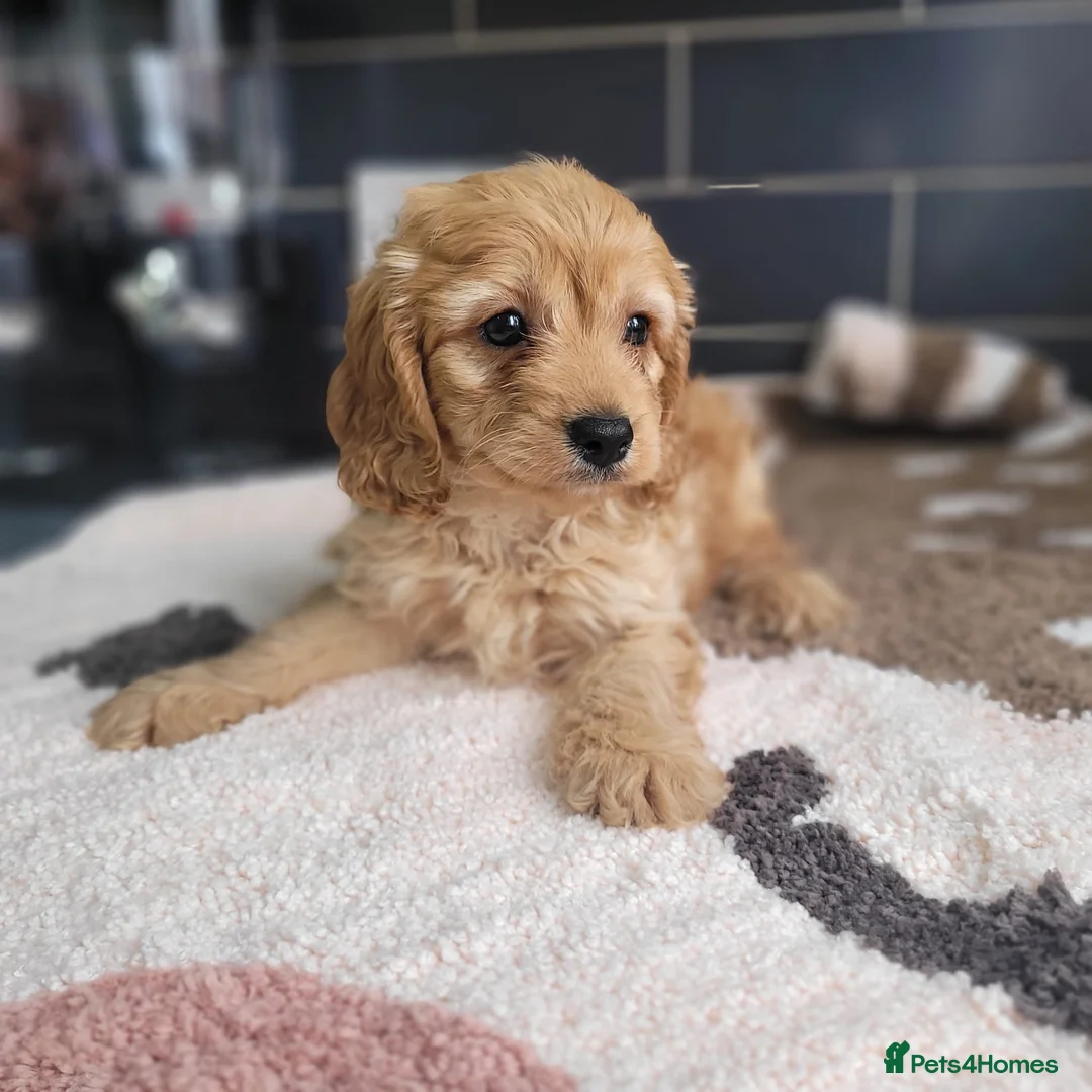 Cavapoo dogs for sale: You F1 Cavapoo puppies - Advert 11