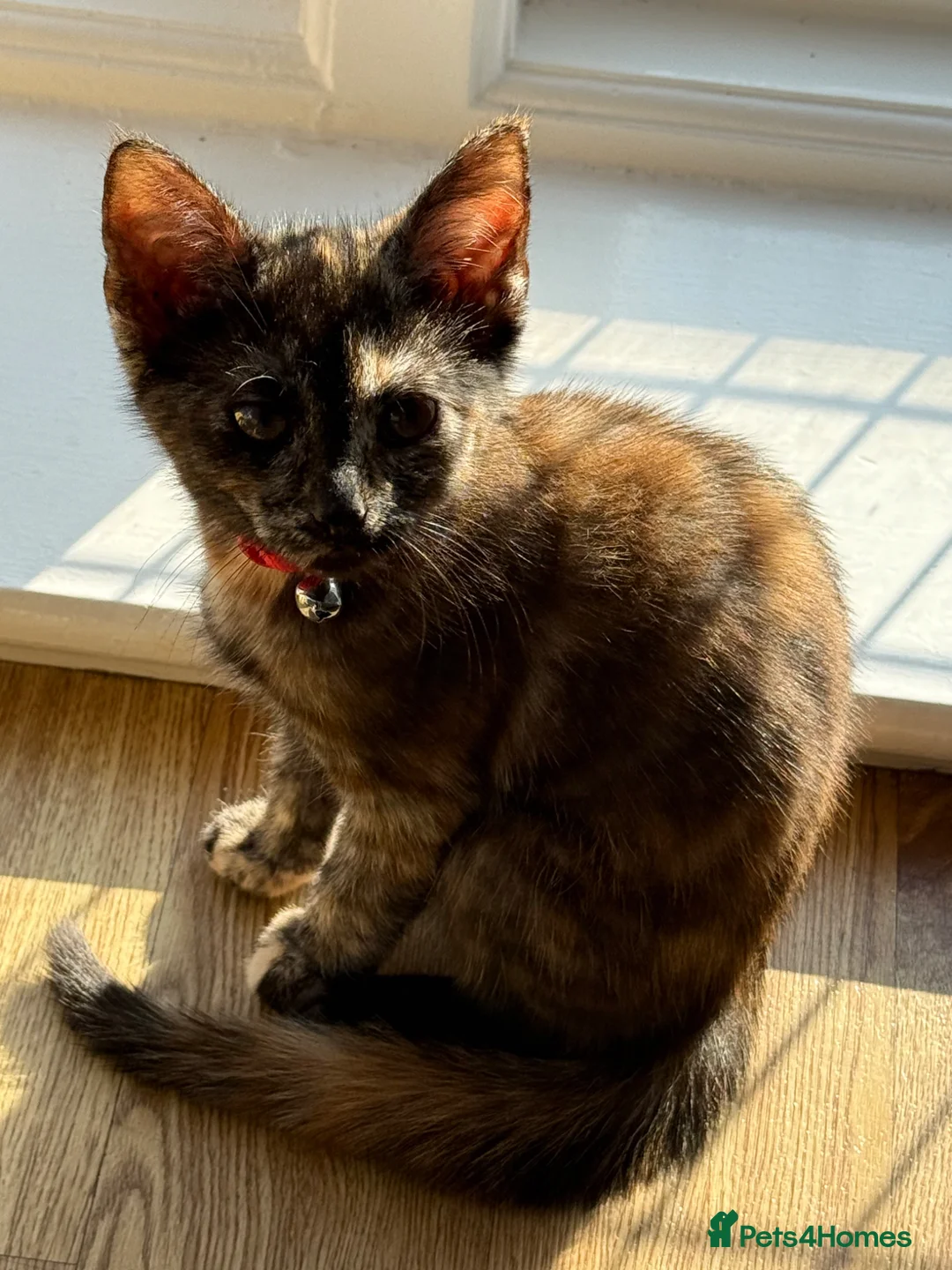 Mixed Breed cats for sale: Super friendly tortie female in Deeside - Advert 6