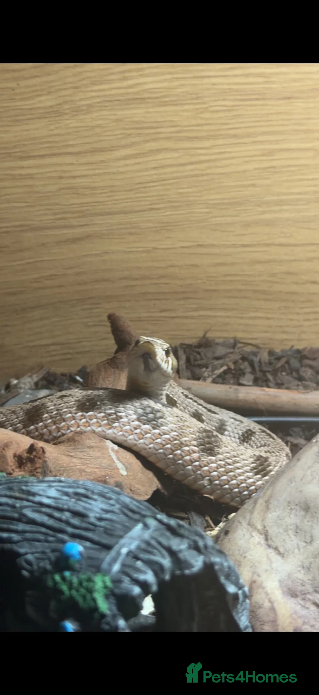 Snake reptiles for sale: Male Western Hognose – Conda 100% Het Albino 🐍 - Advert 5