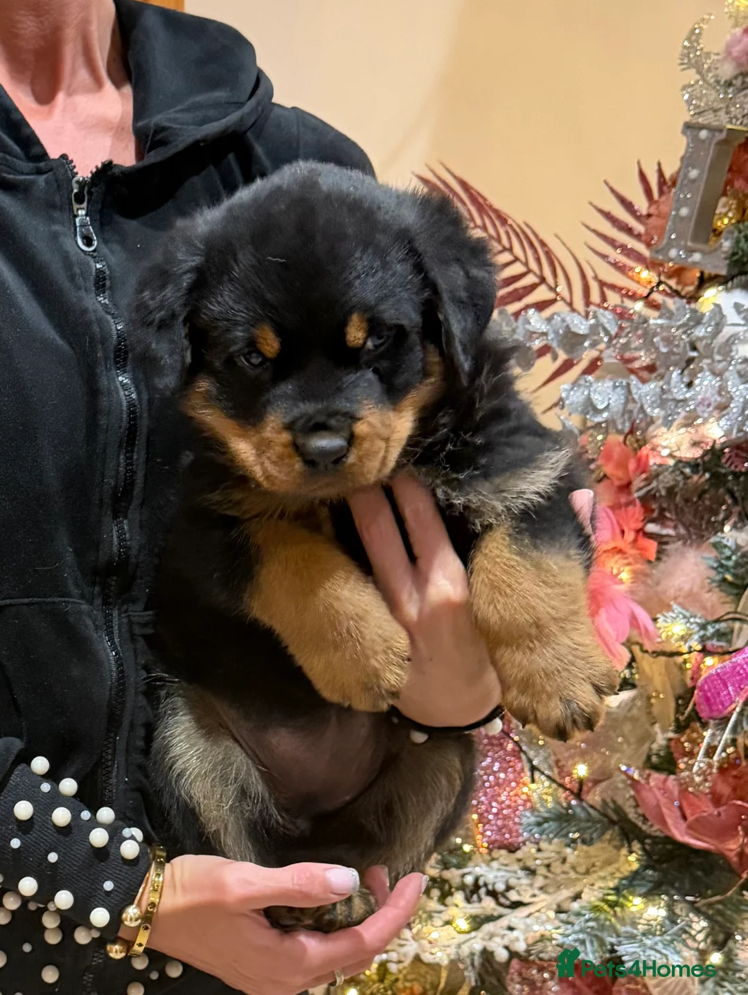 Rottweiler dogs for sale: READY NOW 2 female Rottweiler puppies - Advert 30