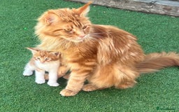 Maine Coon cats for sale: Maine Coon Cross Kittens  - Image 2