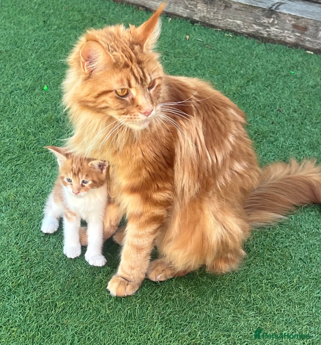 Maine Coon cats for sale: Maine Coon Cross Kittens  - Image 2