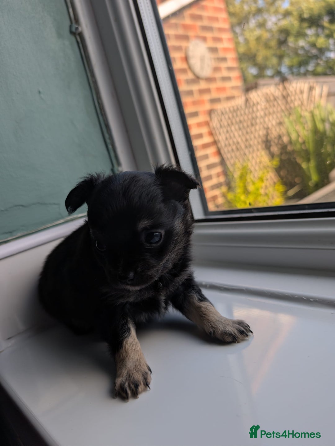 Chihuahua dogs for sale: Two chihuahua baby girls, black long haired!!!! - Image 7