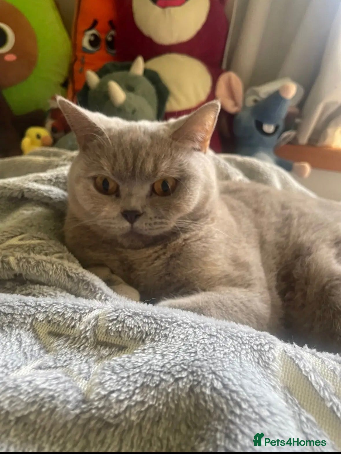 British Shorthair cats British Shorthairs for sale - Advert 5