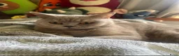 British Shorthair cats for sale: British Shorthairs for sale in Tamworth - Advert 1