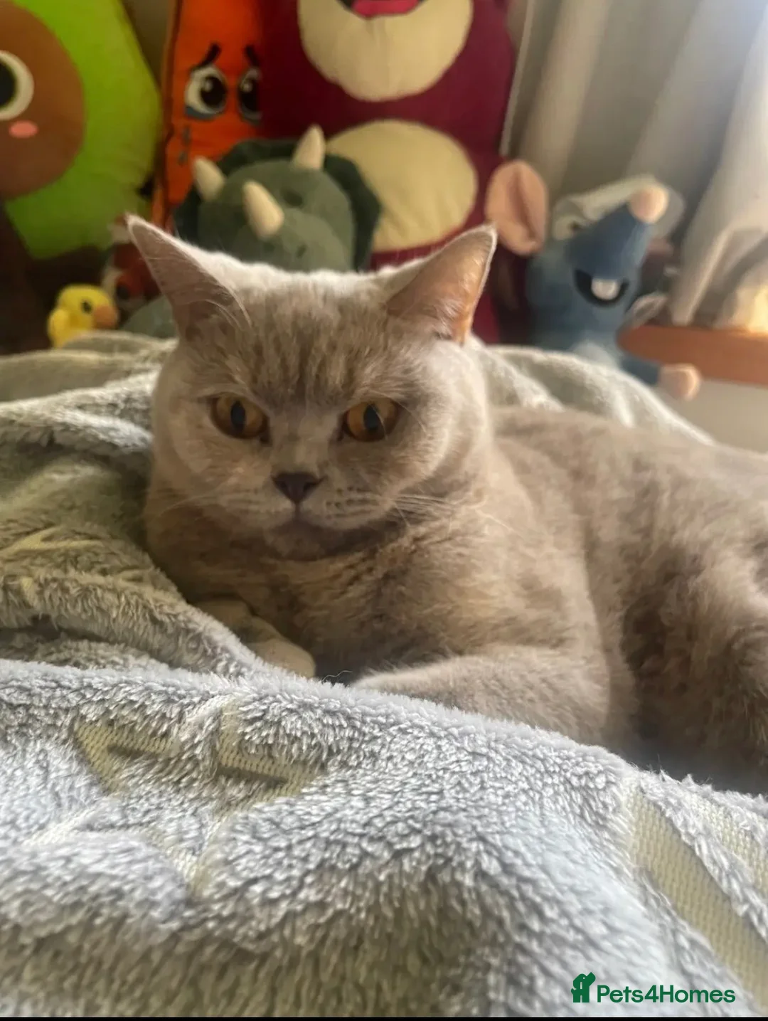 British Shorthair cats for sale: British Shorthairs for sale in Tamworth - Advert 1
