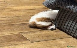 Mixed Breed dogs for sale: La poms (La pomachon)  - Image 3