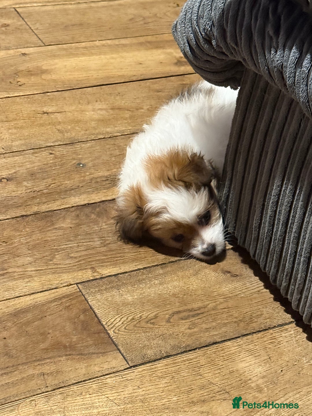 Mixed Breed dogs for sale: La poms (La pomachon)  - Image 3
