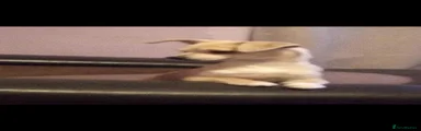 Chihuahua 1