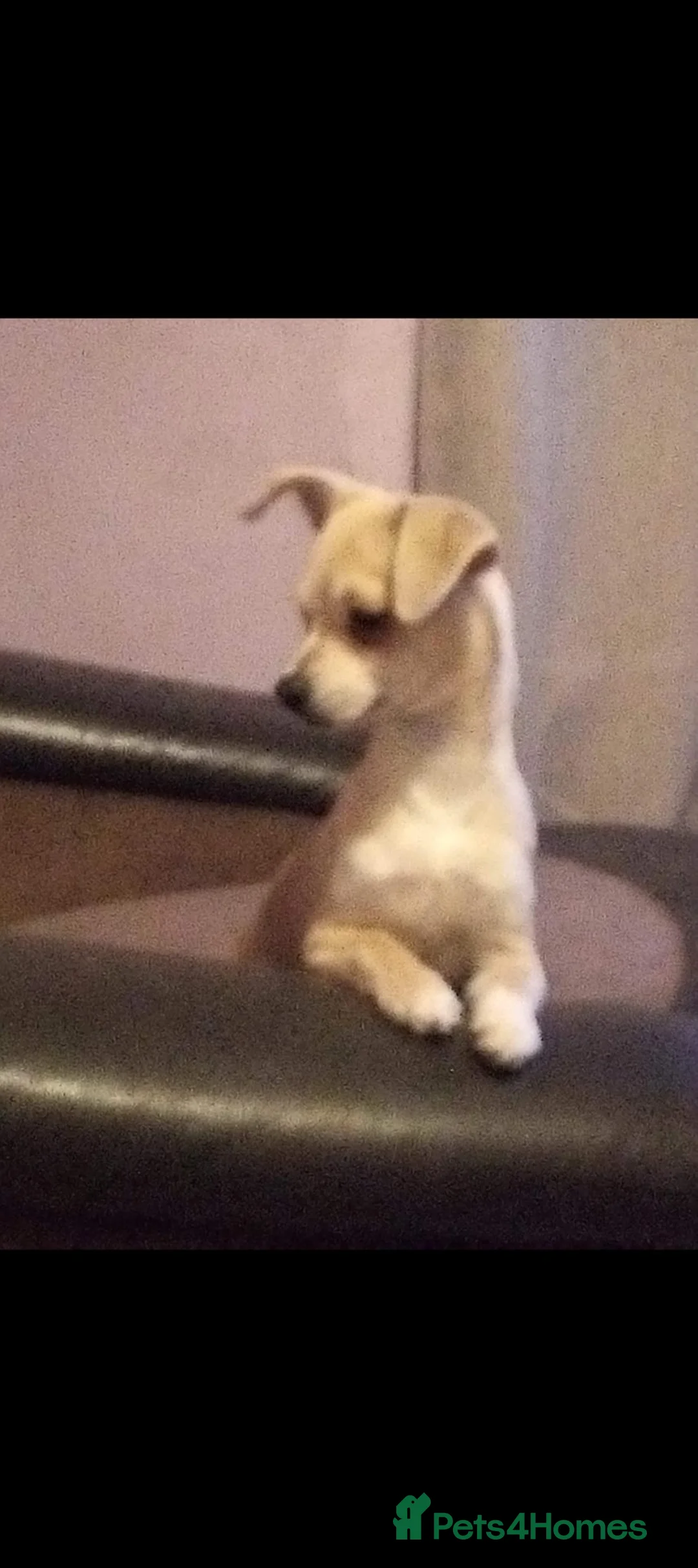 Chihuahua dogs for sale: Two chihuahuas in Mold - Advert 2