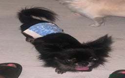 Chihuahua dogs for stud: Russian chihuahua stud - Image 4