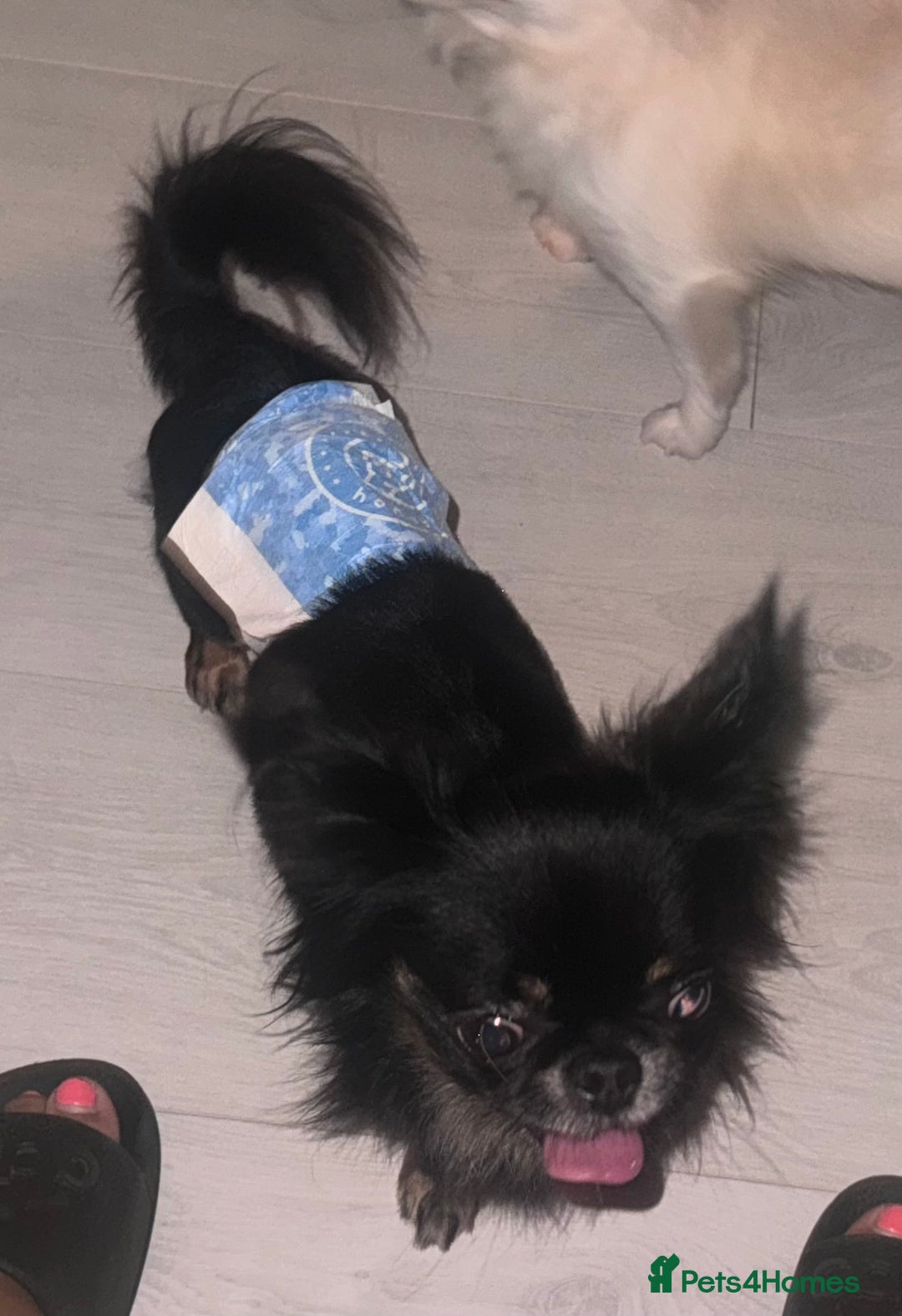 Chihuahua dogs for stud: Russian chihuahua stud - Image 4