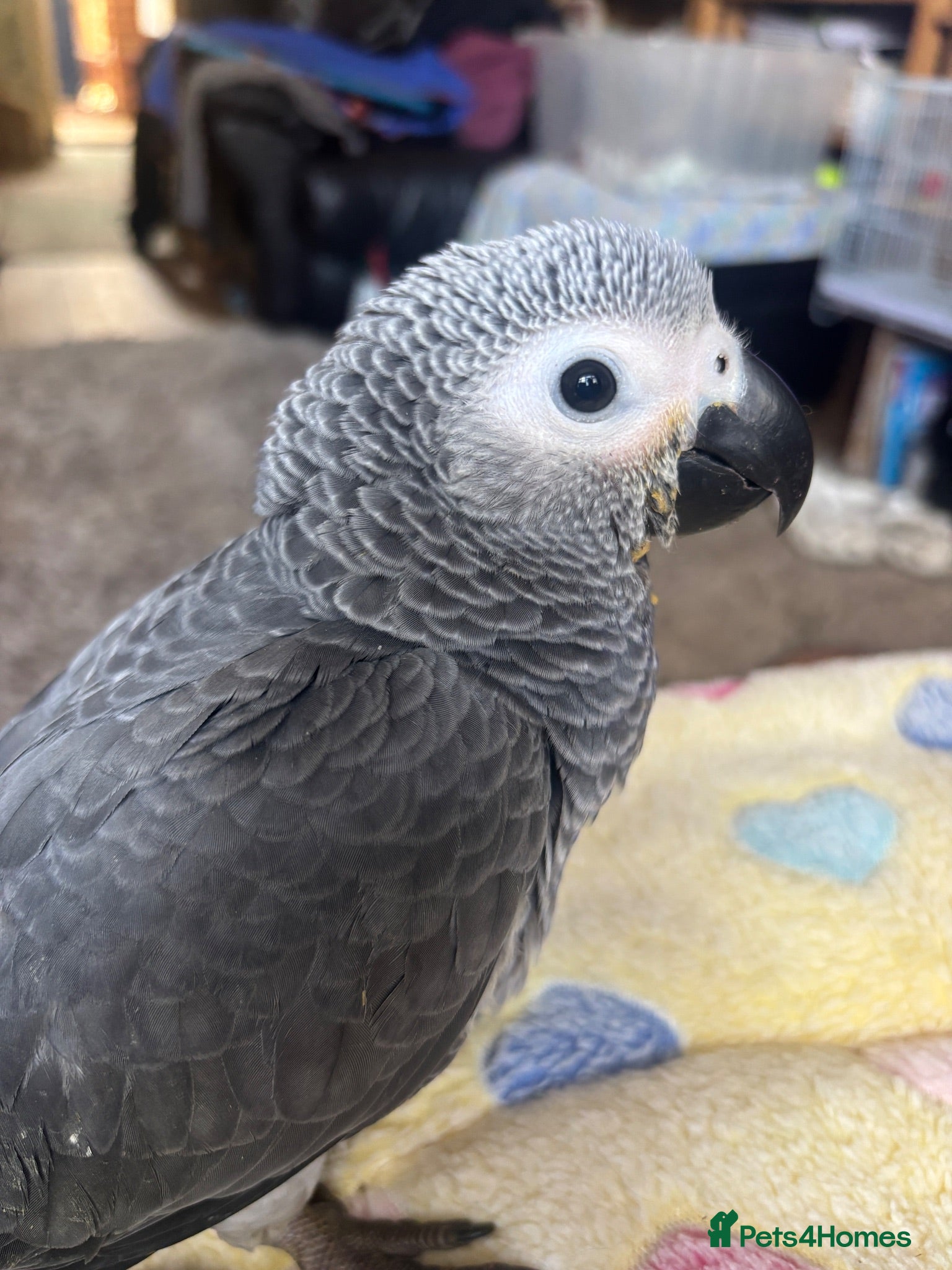 Parrots birds Baby African Grey - Advert 2