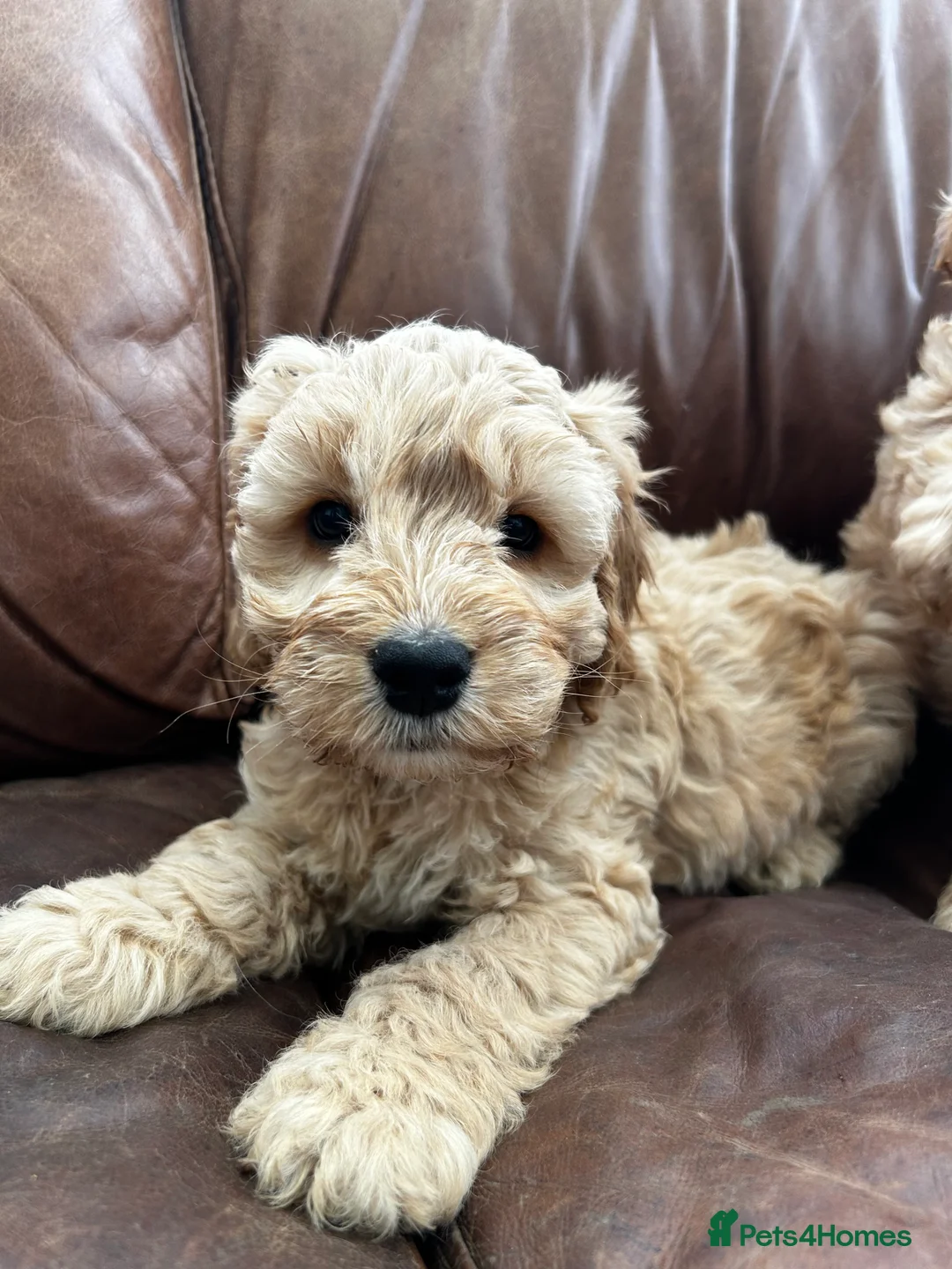 Cockapoo dogs for sale: READY TO GO 3 Golden Cockapoos  - Advert 10