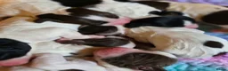 Mixed Breed dogs for sale: Clumber cocker springer cross - Advert 3