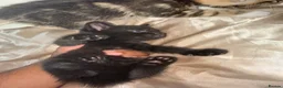 Mixed Breed cats for sale:  Kittens Looking for Loving Homes  - Advert 21