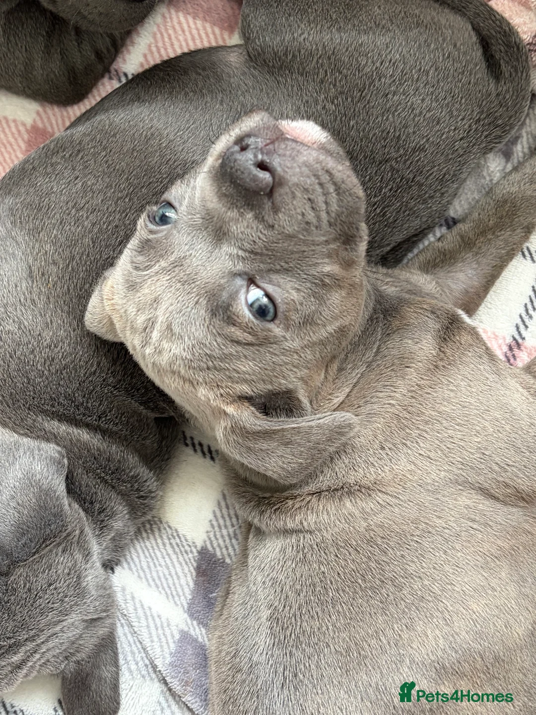 Staffordshire Bull Terrier dogs for sale: Beautiful blue Staffordshire bull terrier puppies. in Doncaster - Advert 2