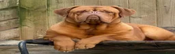 Dogue De Bordeaux dogs for sale: UK CHAMPION SIRED PUPPIES DUE SOON  - Advert 4