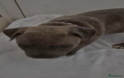 Staffordshire Bull Terrier dogs for sale: Blue Staffs £1,100 Deposit is £245 - Image 28