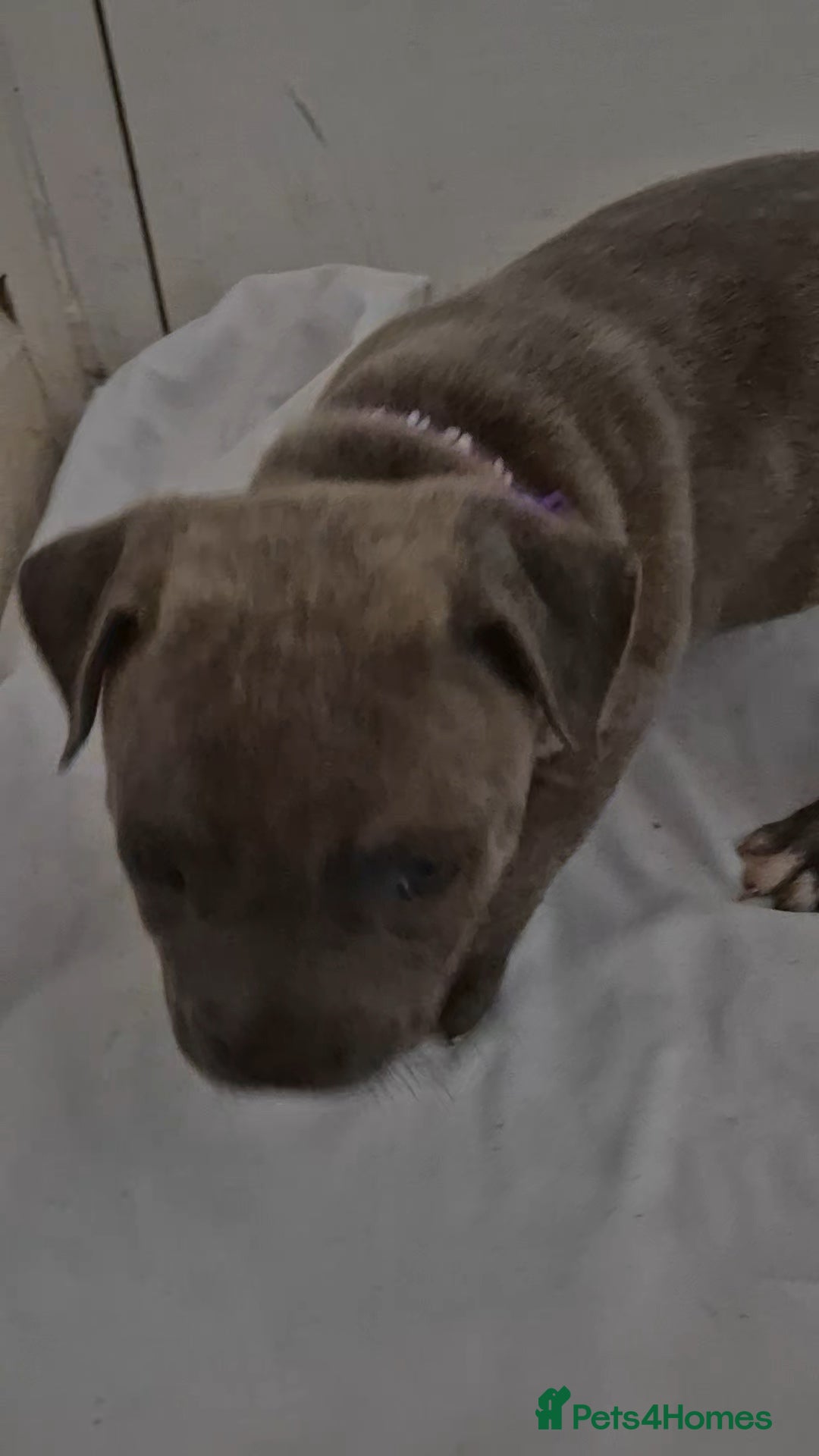 Staffordshire Bull Terrier dogs for sale: Blue Staffs £1,100 Deposit is £245 - Image 28