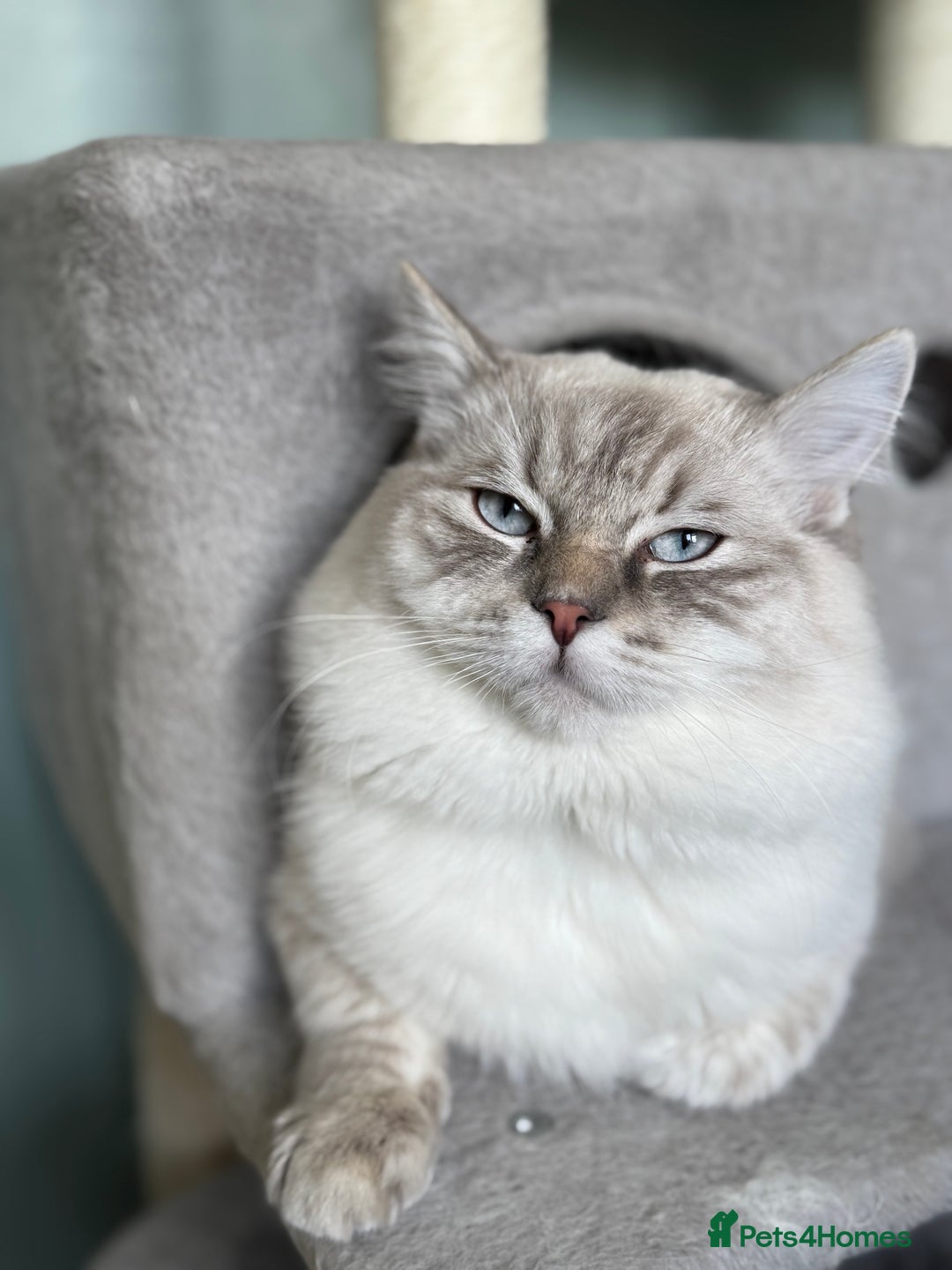 Ragdoll cats for sale: Beautiful Rag doll kittens for sale  - Image 7