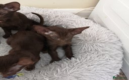 Oriental cats for sale: Stunning Orientals Chocolate (Havana)  - Image 6