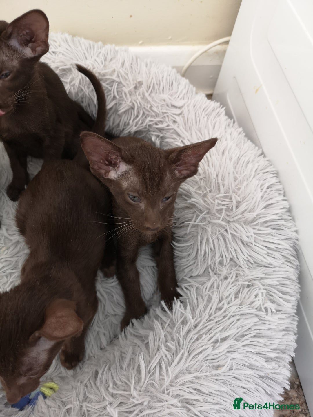 Oriental cats for sale: Stunning Orientals Chocolate (Havana)  - Image 6