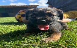 Border Terrier dogs for sale: Border terrier puppies for sale - Image 8