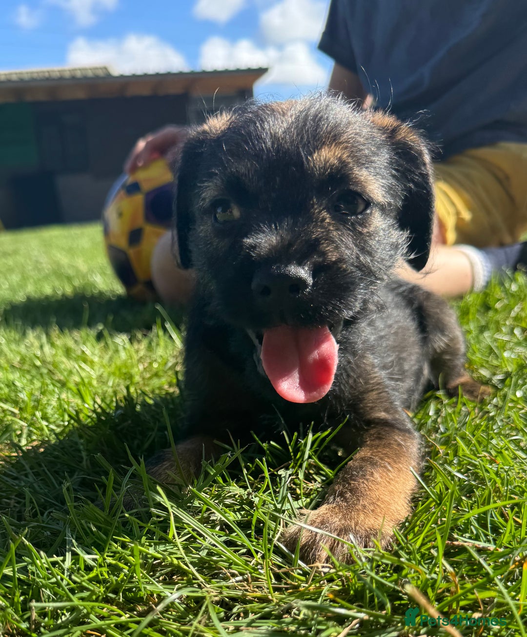Border Terrier dogs for sale: Border terrier puppies for sale - Image 8