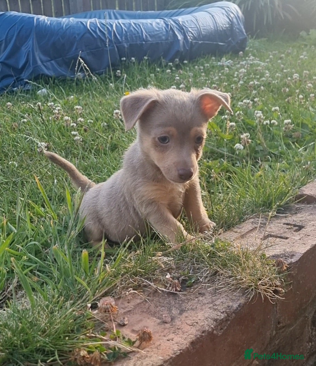 Jack Russell dogs for sale: Miniature jack Russell's READY NOW  - Image 2