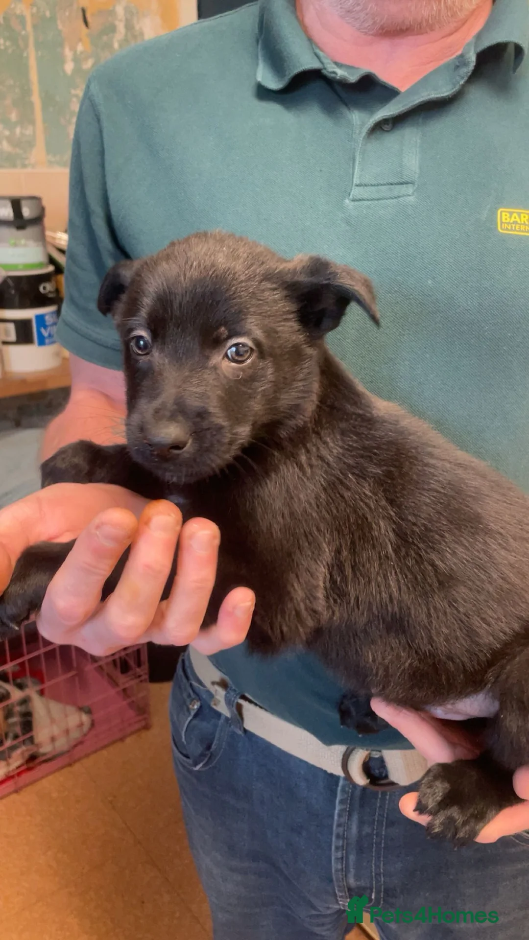 Mixed Breed dogs for sale: Belgium Malinios - Advert 2