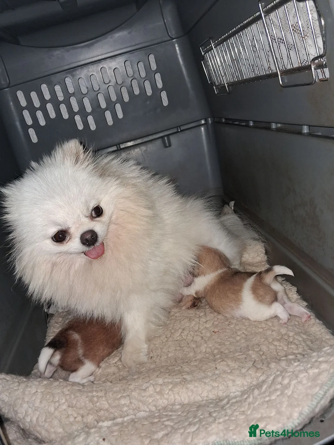 Pomeranian dogs for sale: Male pomeranian puppy in Grimsby - Advert 7
