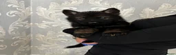 German Shepherd dogs for sale: KC Czech working line German shepherd puppies  - Advert 40
