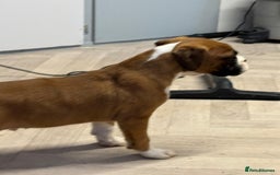 Boxer dogs for sale: Boxer male puppy - Image 6