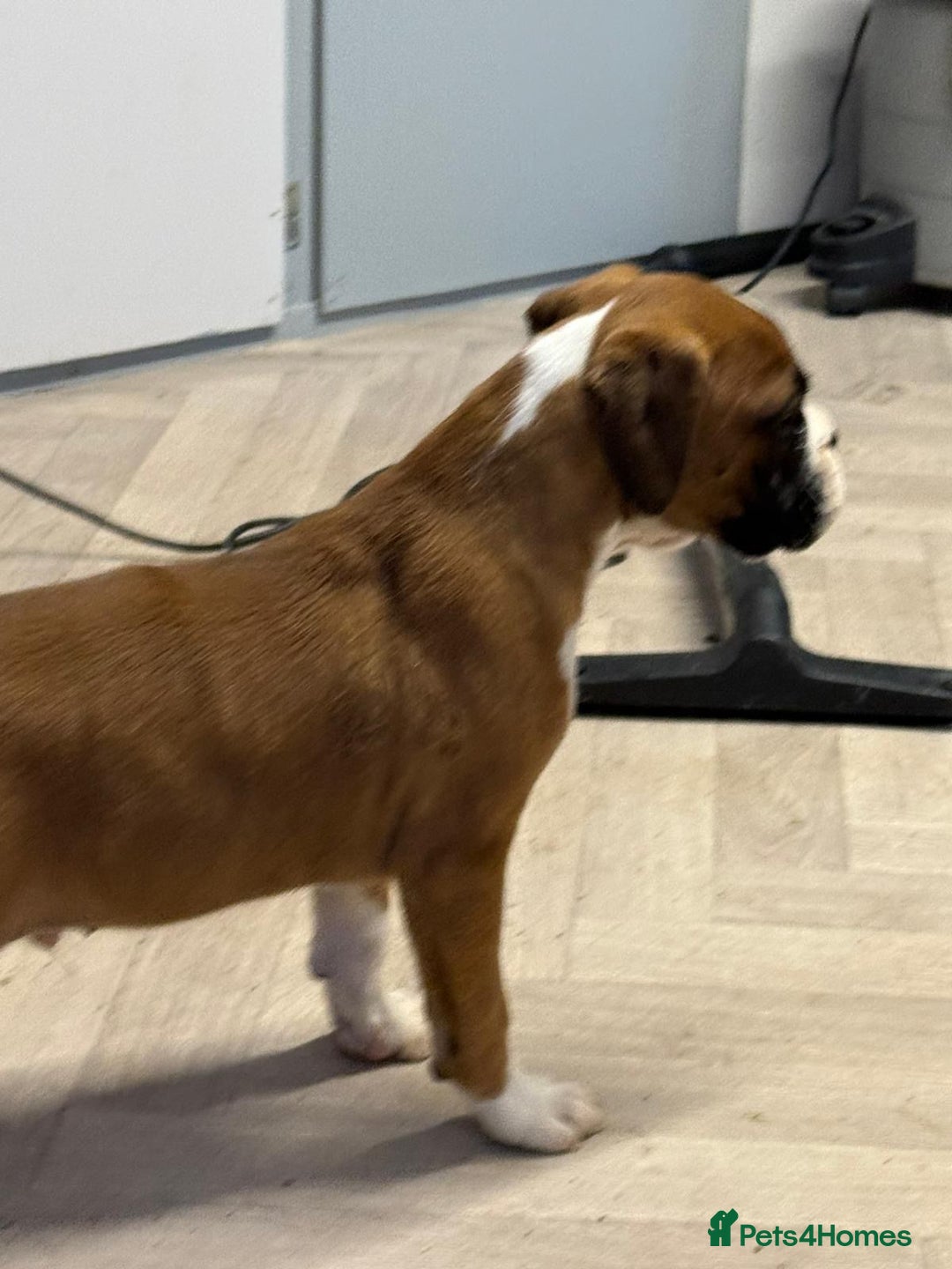 Boxer dogs for sale: Boxer male puppy - Image 6