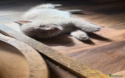 British Shorthair cats for sale: BSH kittens parents gccf - Image 6