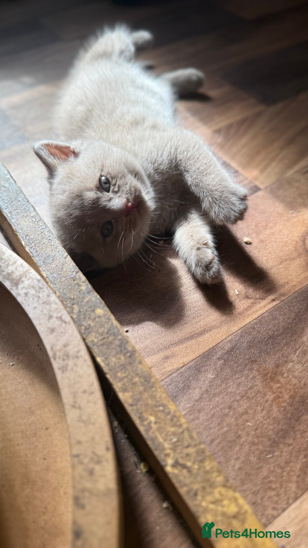 British Shorthair cats for sale: BSH kittens parents gccf - Image 6
