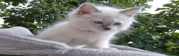 Ragdoll cats for sale: 💙 Blue Point Ragdolls 💙 - Advert 4