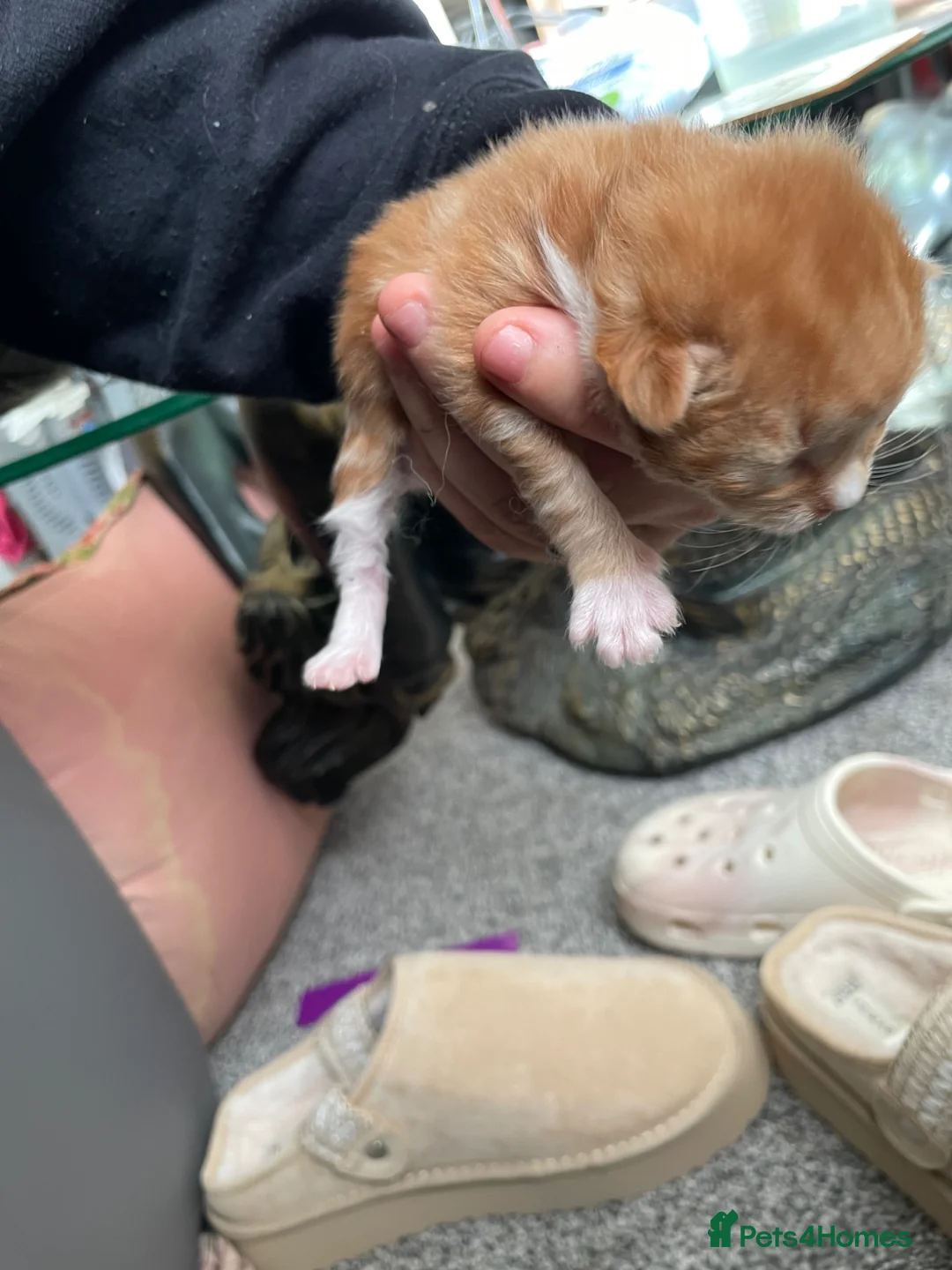 Mixed Breed cats for sale: 2 male 1 female kitten in Boston - Advert 2