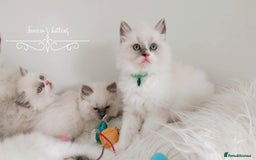 Ragdoll cats for sale: Beautiful Ragdoll kittens 😻😻😻 - Image 22