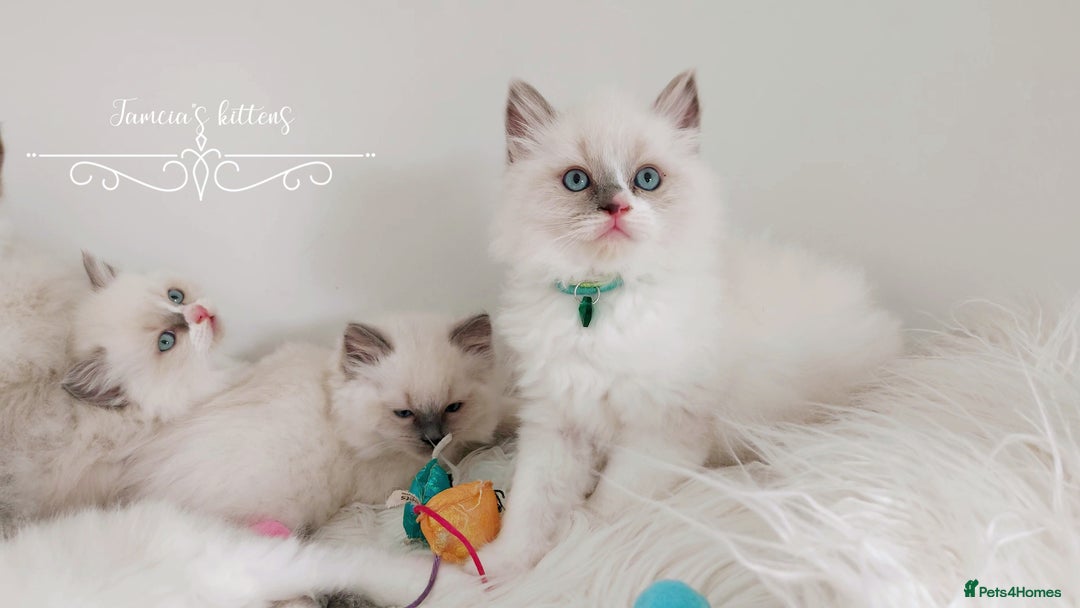 Ragdoll cats for sale: Beautiful Ragdoll kittens 😻😻😻 - Image 22