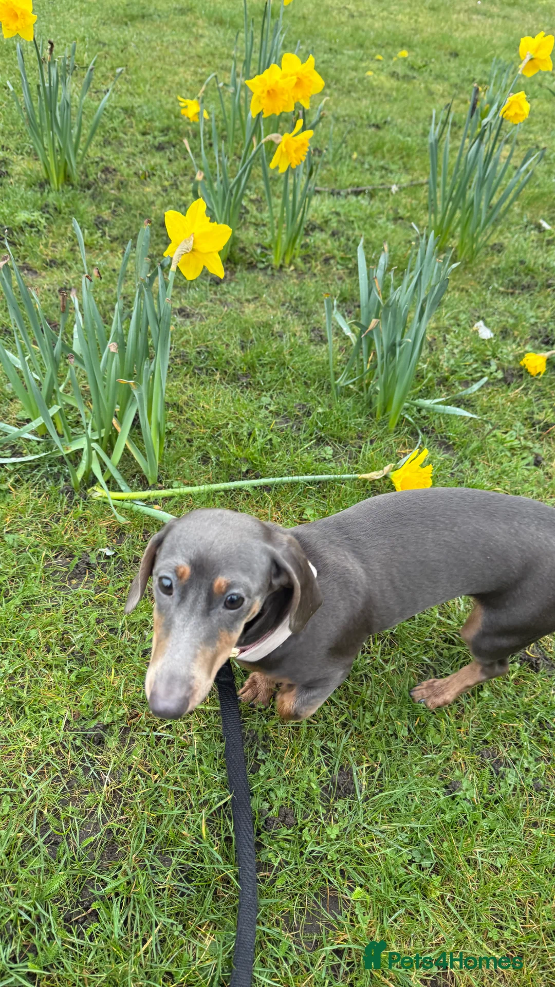 Miniature Dachshund dogs for sale: Beautiful Blue and Tan Girl  in Lytham Saint Annes - Advert 2