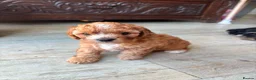 Cavapoo dogs for sale: Beautiful set of 5 puppies  - Advert 7