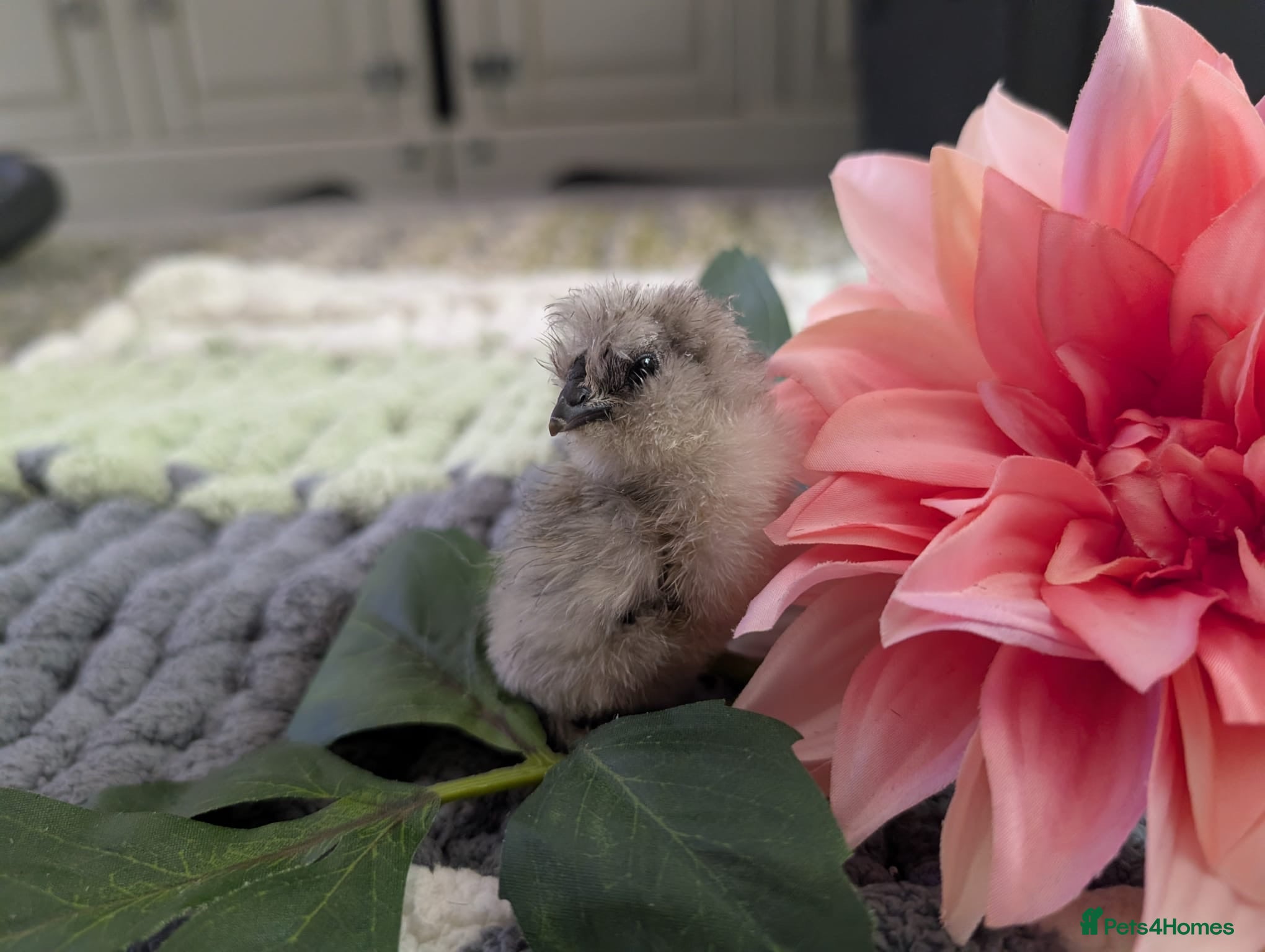 Chickens poultry Beautiful champion bloodline blue silkies  - Advert 1